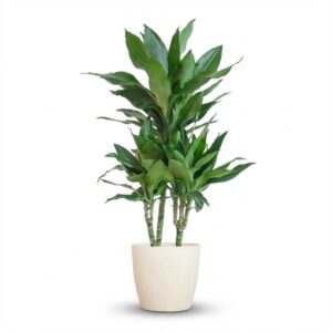 thumbnail_6000-95.jpg Dracaena Janet Lindt met Viber wit