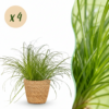 Cyperus alternifolius Zumula - Kattengras - Huisdiervriendelijke Plant - Groen - 4 Planten - met Mand