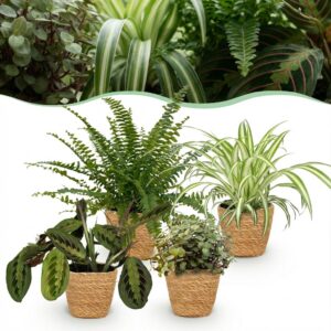 Chlorophytum - Maranta - Calissia - Nephrolepsis - Mix van 4 - Huisdiervriendelijke Planten - Groen - 4 Planten - met Mand