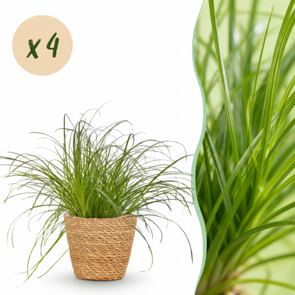 Cyperus alternifolius Zumula - Kattengras - Huisdiervriendelijke Plant - Groen - 4 Planten - met Mand