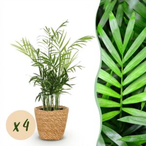 thumbnail_6000-100.jpg Chamaedorea elegans - Goudpalm - Huisdiervriendelijke Plant - Groen - 4 Planten - met Mand