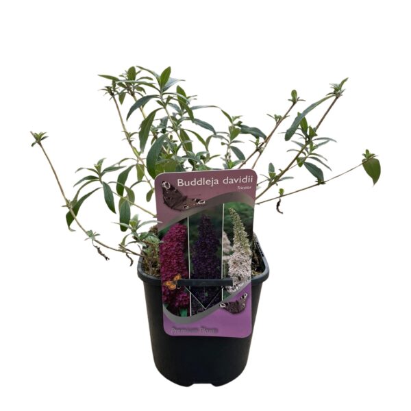 Vlinderstruik - Buddleja davidii Tricolour - Bloem Roze , Wit en Paars - 3 Planten - 1m2 - Bladverliezend - Vlinderlokkend