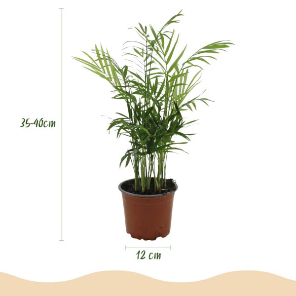 Chamaedorea elegans - Goudpalm - Huisdiervriendelijke Plant - Groen - 4 Planten - met Mand
