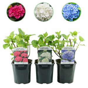 thumbnail_6000-1031.jpg Hortensia - Hydrangea macrophylla Tricolour - Bloem Blauw, Roze en Wit - 3 Planten - Bladverliezend - Weinig Onderhoud