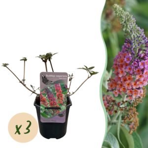 thumbnail_6000-1043.jpg Vlinderstruik - Buddleja davidii Flower Power - Bloem Oranje Paars - 3 Planten - 1m2 - Bladverliezend - Vlinderlokkend