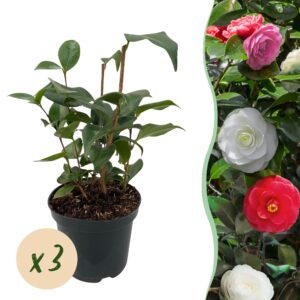 thumbnail_6000-1054.jpg Camelia japonica Tricolour - Bloem Roze, Wit en Rood - 3 Planten - 1 m2 - Groenblijvend