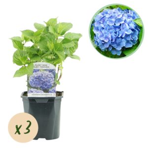 thumbnail_6000-1065.jpg Hortensia - Hydrangea macrophylla Blauw - Bloem Blauw - 3 Planten - 1m2 - Bladverliezend - Weinig Onderhoud