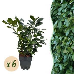 thumbnail_6000-1076.jpg Prunus laurocerasus Etna - blad groen - 6 planten - 1 strekkende meter - groenblijvend - pot 17cm hoogte 50cm - Haagplanten