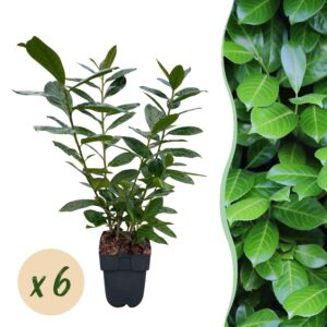 thumbnail_6000-1087.jpg Prunus laurocerasus Novita - blad groen - 6 planten - 1 strekkende meter - groenblijvend - pot 17cm hoogte 50cm - Haagplanten