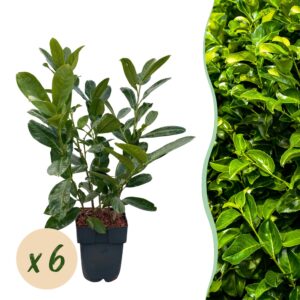 thumbnail_6000-1098.jpg Prunus laurocerasus Rotundifolia - blad groen - 6 planten - 1 strekkende meter - groenblijvend - pot 17cm hoogte 50cm - Haagplanten