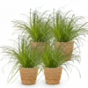 Cyperus alternifolius Zumula - Kattengras - Huisdiervriendelijke Plant - Groen - 4 Planten - met Mand