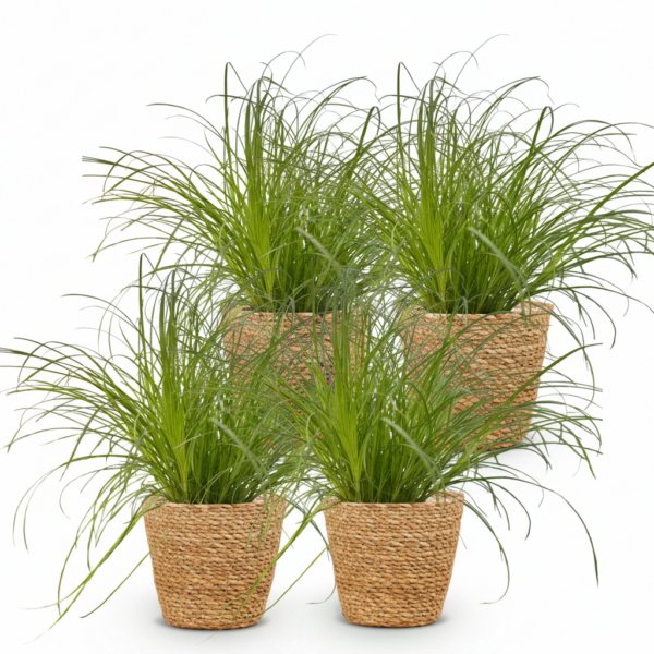Cyperus alternifolius Zumula - Kattengras - Huisdiervriendelijke Plant - Groen - 4 Planten - met Mand