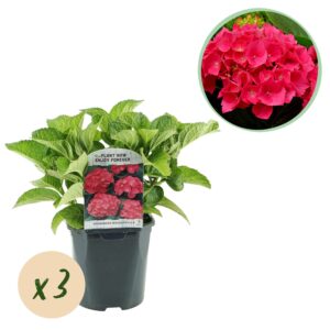 thumbnail_6000-1110.jpg Hortensia - Hydrangea macrophylla Rood - Bloem Rood - 3 Planten - 1 m2 - Bladverliezend - Weinig Onderhoud