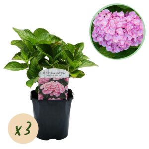 thumbnail_6000-1121.jpg Hortensia - Hydrangea macrophylla Roze - Bloem Roze - 3 Planten - 1 m2 - Bladverliezend - Weinig Onderhoud