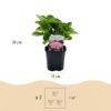 Hortensia - Hydrangea macrophylla Roze - Bloem Roze - 3 Planten - 1 m2 - Bladverliezend - Weinig Onderhoud