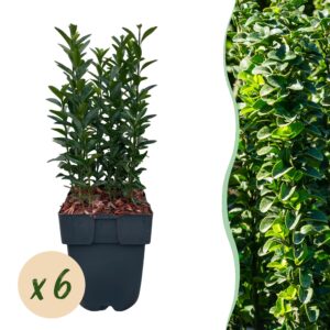 thumbnail_6000-1144.jpg Euonymus japonica Green Spire - blad groen - 6 planten - 1 strekkende meter - groenblijvend - pot 17cm hoogte 40cm - Haagplanten