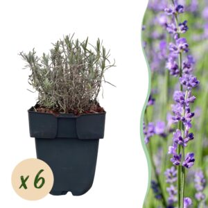 thumbnail_6000-1155.jpg Lavandula angustifolia Hidcote - blad grijs - 6 planten