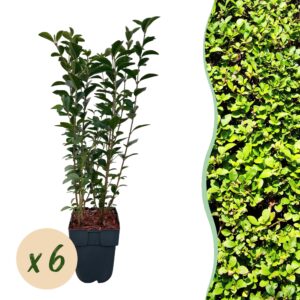 thumbnail_6000-1166.jpg Ligustrum ovalifolium - blad groen - 6 planten - 1 strekkende meter - groenblijvend - pot 17cm hoogte 55cm - Haagplanten