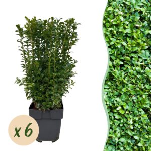 thumbnail_6000-1177.jpg Buxus sempervirens - blad groen - 6 planten - 1 strekkende meter - groenblijvend - pot 17cm hoogte 45cm - Haagplanten