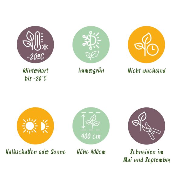 Buxus sempervirens -  blad groen - 6 planten - 1 strekkende meter - groenblijvend - pot 17cm hoogte 45cm - Haagplanten