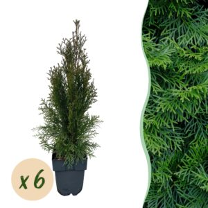 thumbnail_6000-1188.jpg Thuja occidentalis Smaragd - blad groen - 6 planten - 1 strekkende meter - groenblijvend - pot 17cm hoogte 60cm - Haagplanten