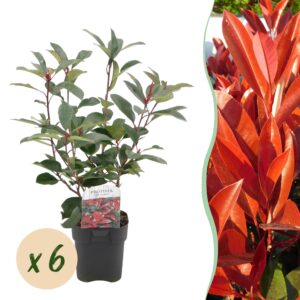 thumbnail_6000-1199.jpg Photinia fraseri Red Robin - groen rood - 6 planten - 1 strekkende meter - groenblijvend - pot 17cm hoogte 50cm - Haagplanten