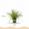 Cyperus alternifolius Zumula - Kattengras - Huisdiervriendelijke Plant - Groen - 4 Planten - met Mand