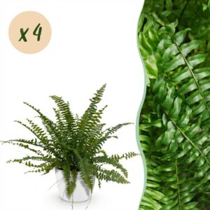 thumbnail_6000-120.jpg Nephrolepsis exaltata Green Lady - Varen - Huisdiervriendelijke Plant - Groen - 4 Planten - met Potter Wit