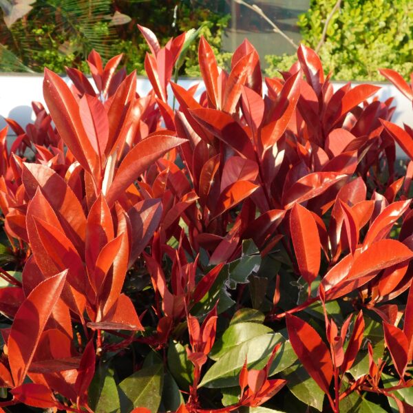 Photinia fraseri Red Robin - groen rood  - 6 planten - 1 strekkende meter - groenblijvend - pot 17cm hoogte 50cm - Haagplanten