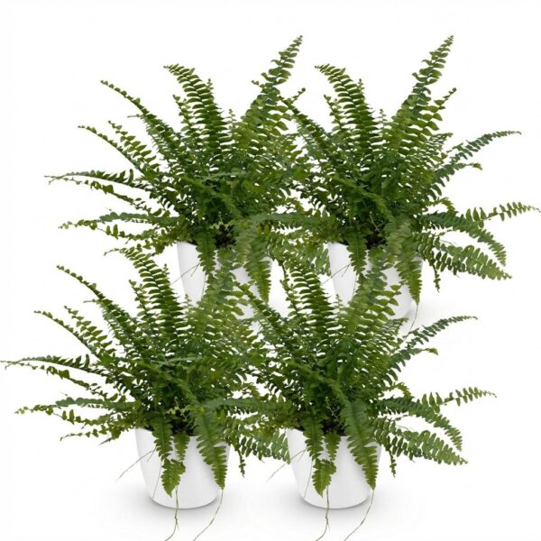 Nephrolepsis exaltata Green Lady - Varen - Huisdiervriendelijke Plant - Groen - 4 Planten - met Potter Wit
