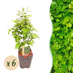 thumbnail_6000-1210.jpg Carpinus betulus - blad groen - 6 planten - 1 strekkende meter - bladverliezend - pot 17cm hoogte 55cm - Haagplanten