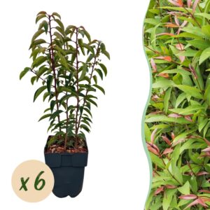 thumbnail_6000-1221.jpg Prunus lusitanica Angustifolia - blad groen - 6 planten - 1 strekkende meter - groenblijvend - pot 17cm hoogte 50cm - Haagplanten