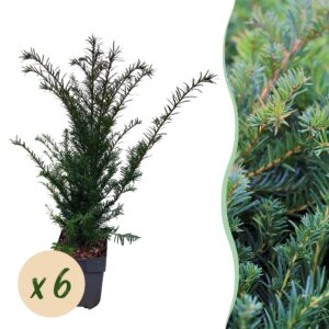 thumbnail_6000-1232.jpg Taxus baccata - blad groen - 6 planten - 1 strekkende meter - groenblijvend - pot 17cm hoogte 60cm - Haagplanten