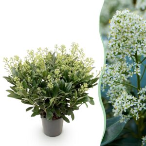 thumbnail_6000-1244.jpg Skimmia japonica Finchy - Bloem Wit - 40+ Bloemen - Winterhard