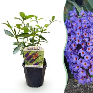 thumbnail_6000-1255.jpg Buddleja davidii Empire Blue - Vlinderstruik - Winterhard - Blauw