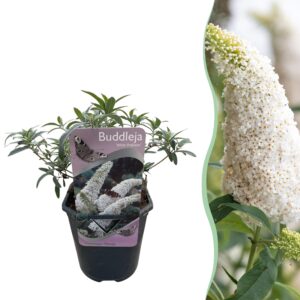 thumbnail_6000-1266.jpg Buddleja davidii White Profusion - Vlinderstruik - Winterhard - Wit