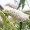 Buddleja davidii White Profusion - Vlinderstruik - Winterhard - Wit