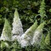 Buddleja davidii White Profusion - Vlinderstruik - Winterhard - Wit