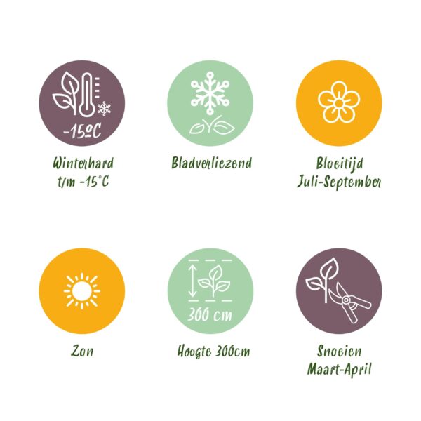 Buddleja davidii White Profusion - Vlinderstruik - Winterhard - Wit