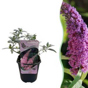 thumbnail_6000-1278.jpg Buddleja davidii Pink Delight - Vlinderstruik - Winterhard - Roze
