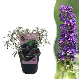 Buddleja davidii Black Night - Vlinderstruik - Winterhard - Paars