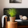 Cyperus alternifolius Zumula - Kattengras - Huisdiervriendelijke Plant - Groen - 4 Planten - met Mand