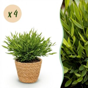 Bamusa Pogonatherum Monica - Bamboegras - Huisdiervriendelijke Plant - Groen - 4 Planten - met Mand