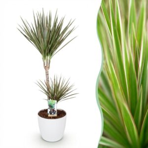 Dracaena Marginata Bicolor - Drakenbloedboom - Weinig onderhoud - Groen - met Potter Wit