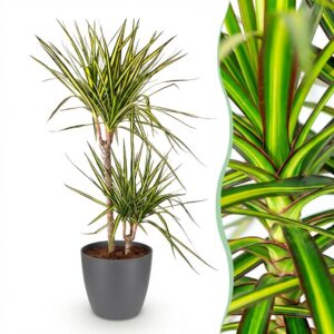 Dracaena Sunray - Drakenbloedboom - Weinig onderhoud - Groen - met Potter Grijs