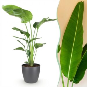 Strelitzia Nicolai - Paradijsvogelbloem - Weinig onderhoud - Groen - met Potter Grijs