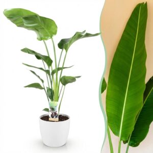 Strelitzia Nicolai - Paradijsvogelbloem - Weinig onderhoud - Groen - met Potter Wit