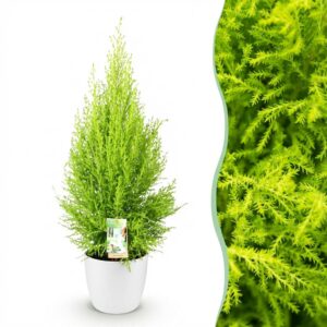 Cupressus Gold Crest Wilma - Kamer conifeer - Weinig onderhoud - Groen - met Potter Wit