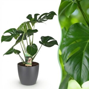 Monstera Deliciosa - Gatenplant - Weinig onderhoud - Groen - met Potter Grijs
