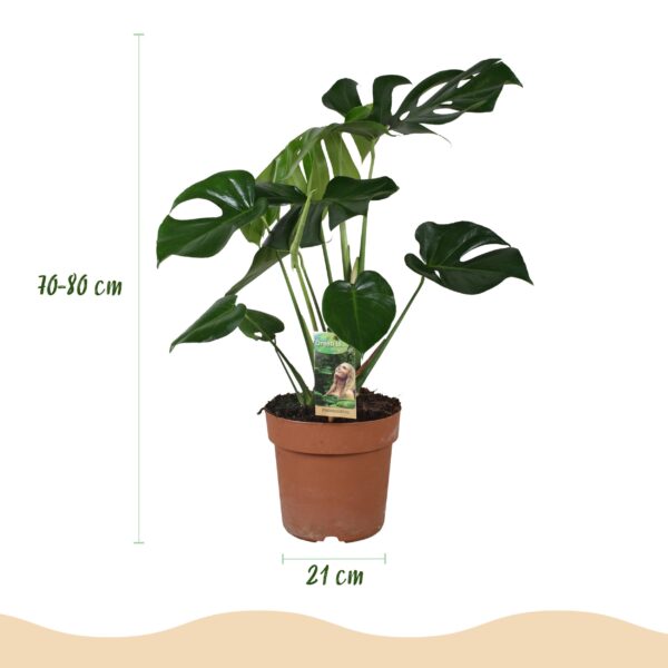thumbnail_6000-1352.jpg Monstera Deliciosa - Gatenplant - Weinig onderhoud - Groen - met Potter Grijs
